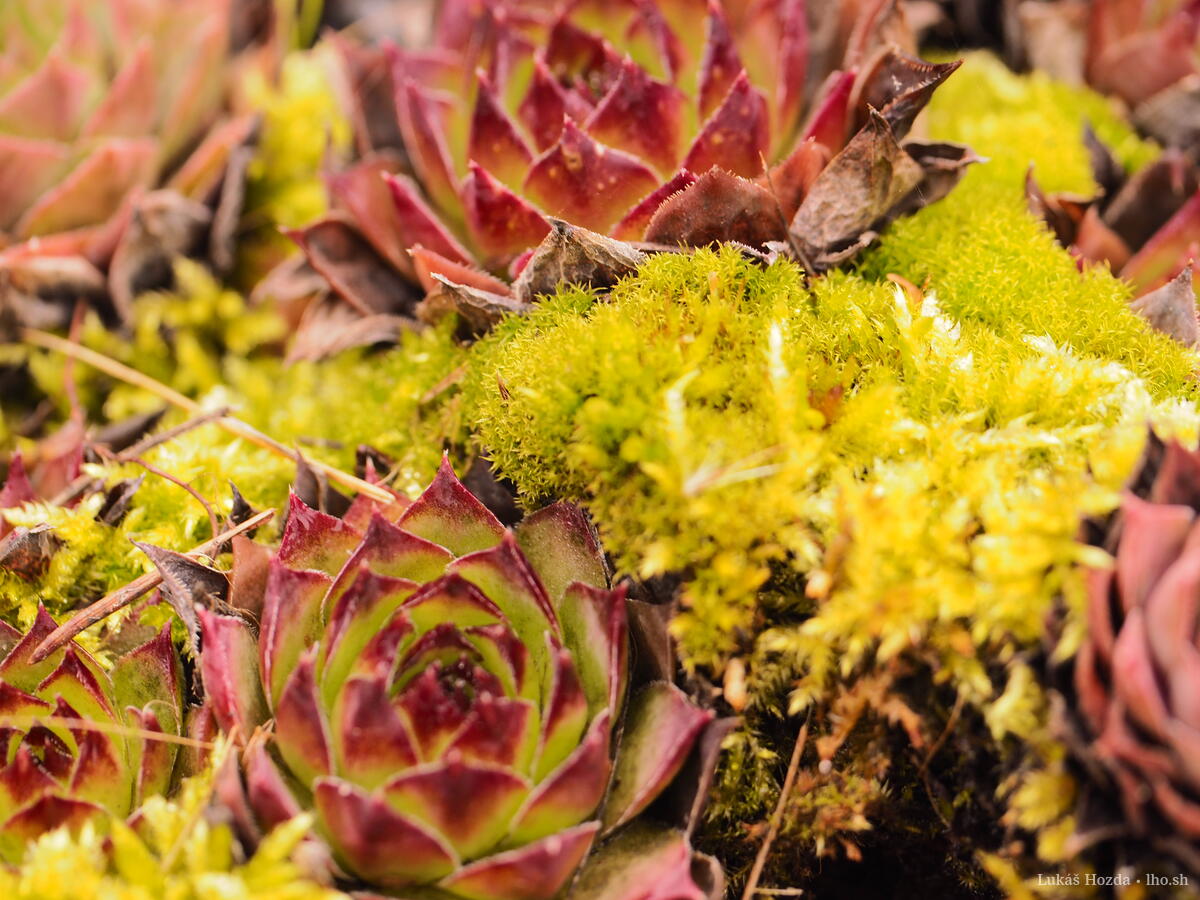 Alien Moss with Succulent