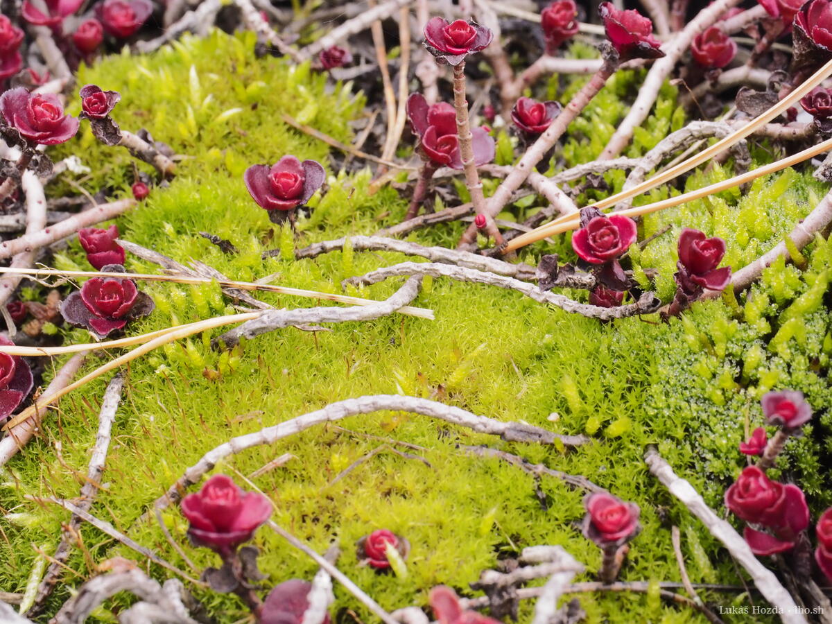 Alien Moss with Tiny Red Flowers