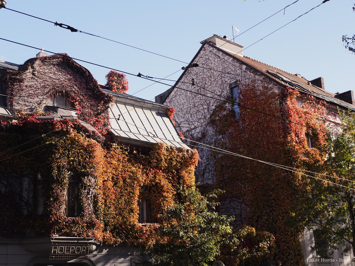 Autumny Overgrown Buildings