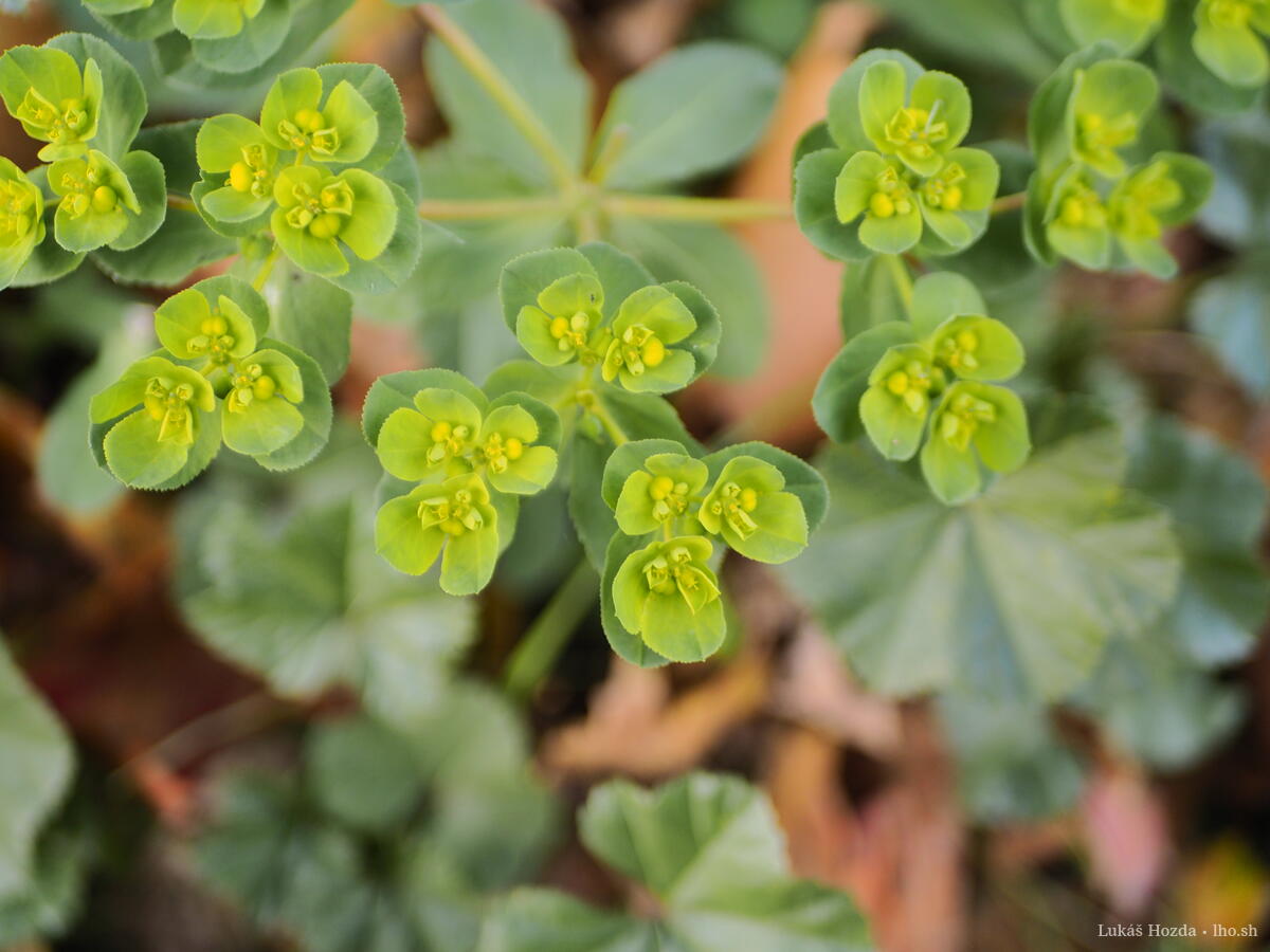 Closeup Budding Greenery