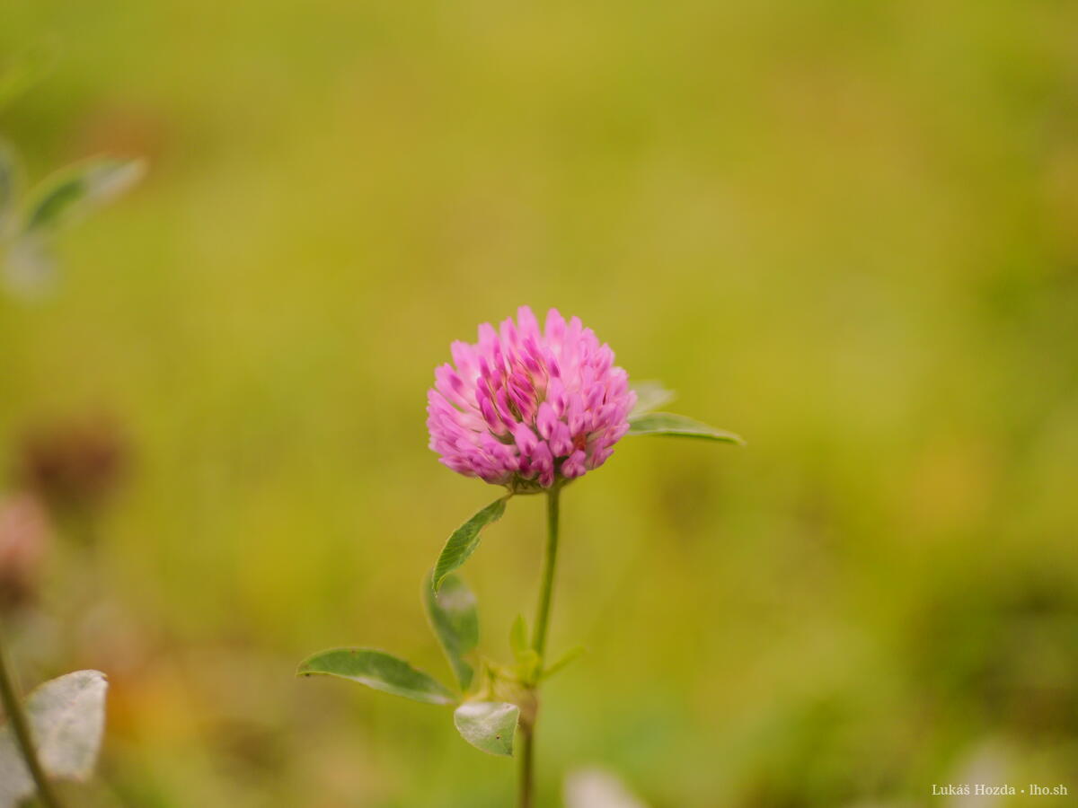 Clover Bloom