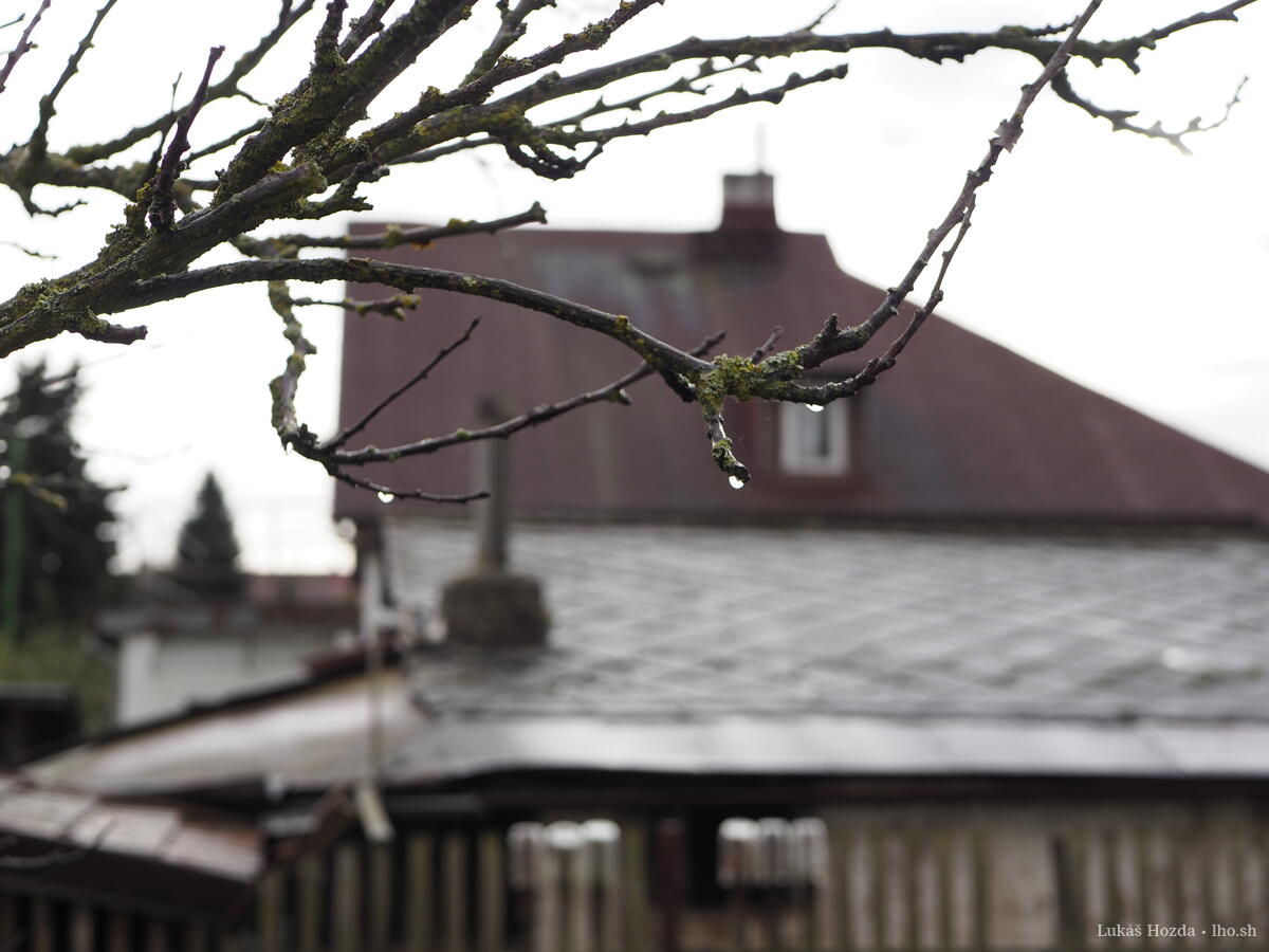 Droplets Stuck on Barren Tree