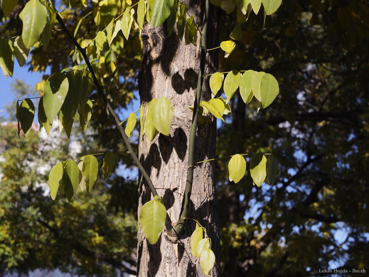 Evergreen Tree Trunk