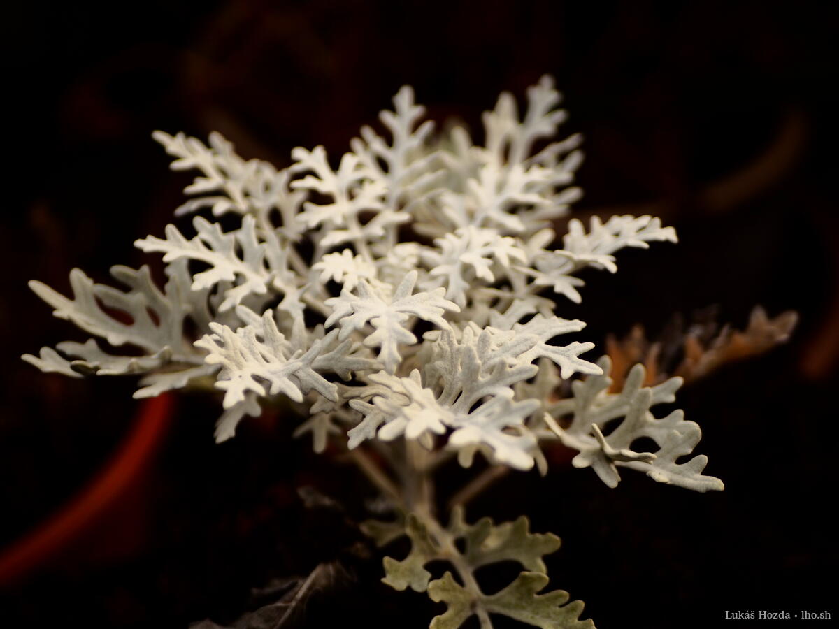 Frosty White Succulent