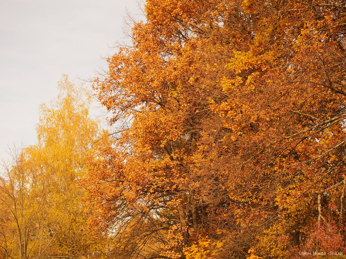 Golden Tree Crowns in Autumn
