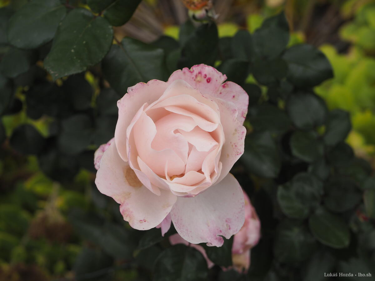 Large Pink Rose