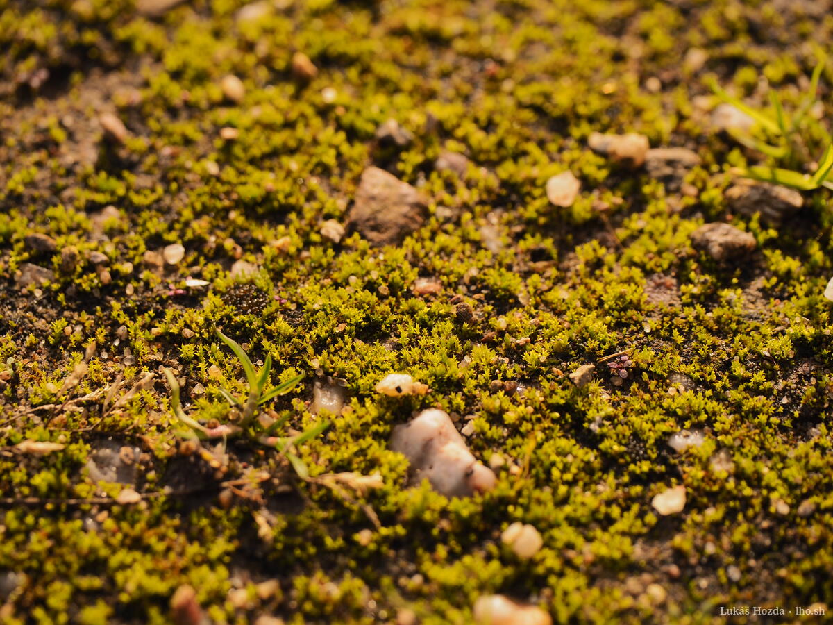 Moss on Dirt