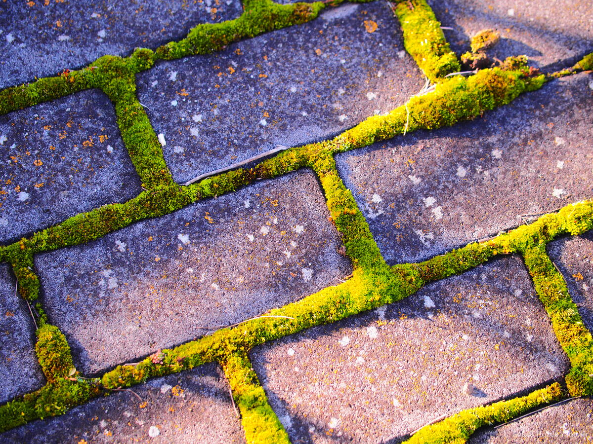 Mossy Pavement Tiles