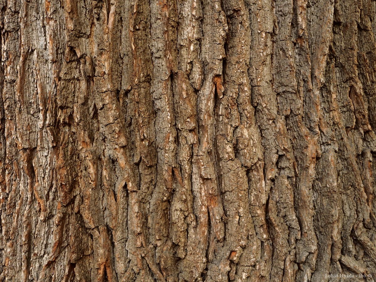 Oak Tree Bark