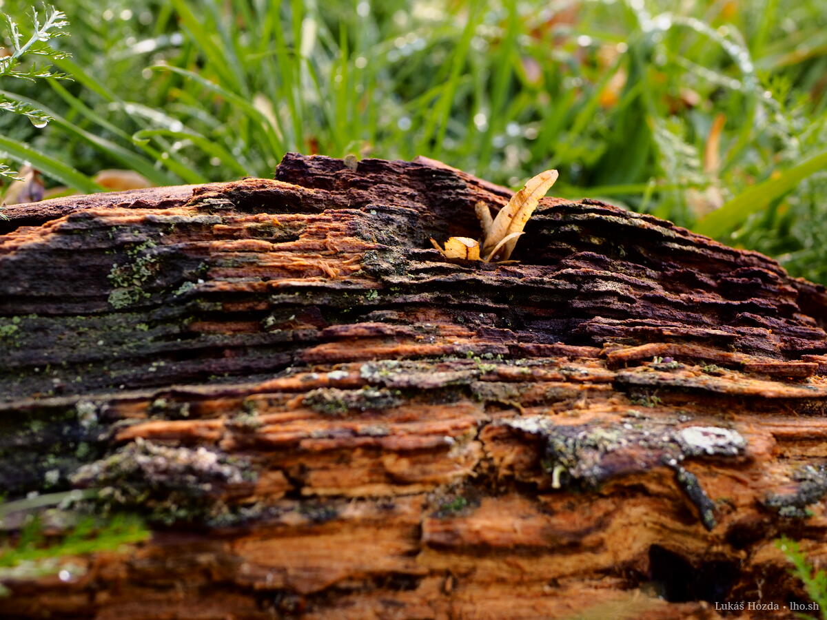 Old Wood Log in Grass Closeup
