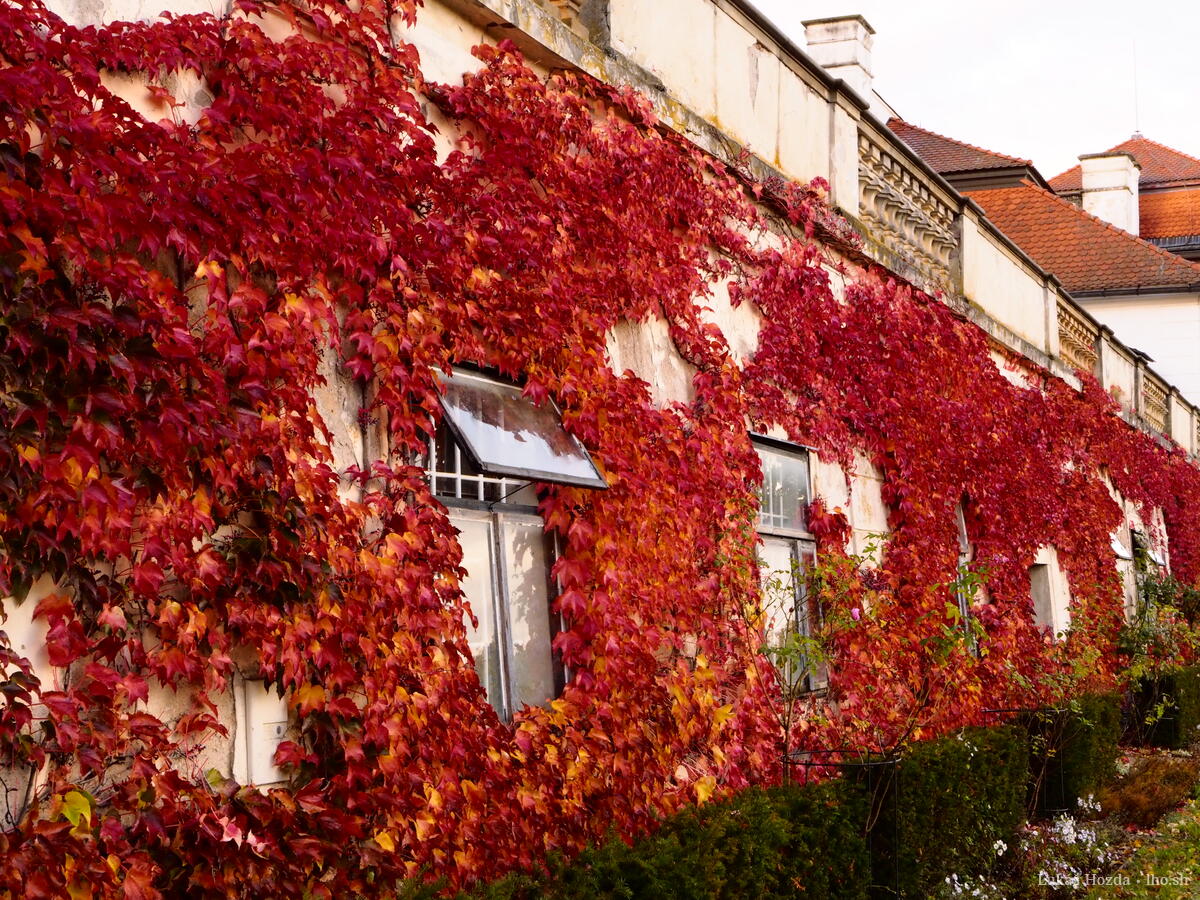 Overgrown Baroque Service Building
