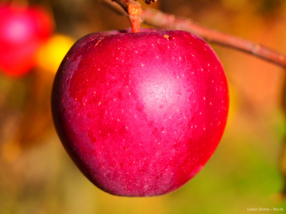 Red Apple