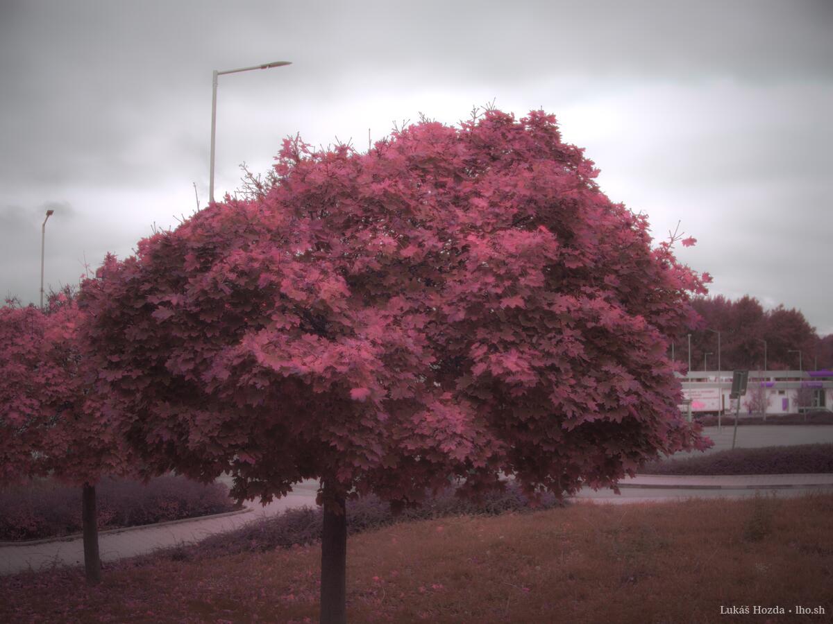 Pink Tree (Special)