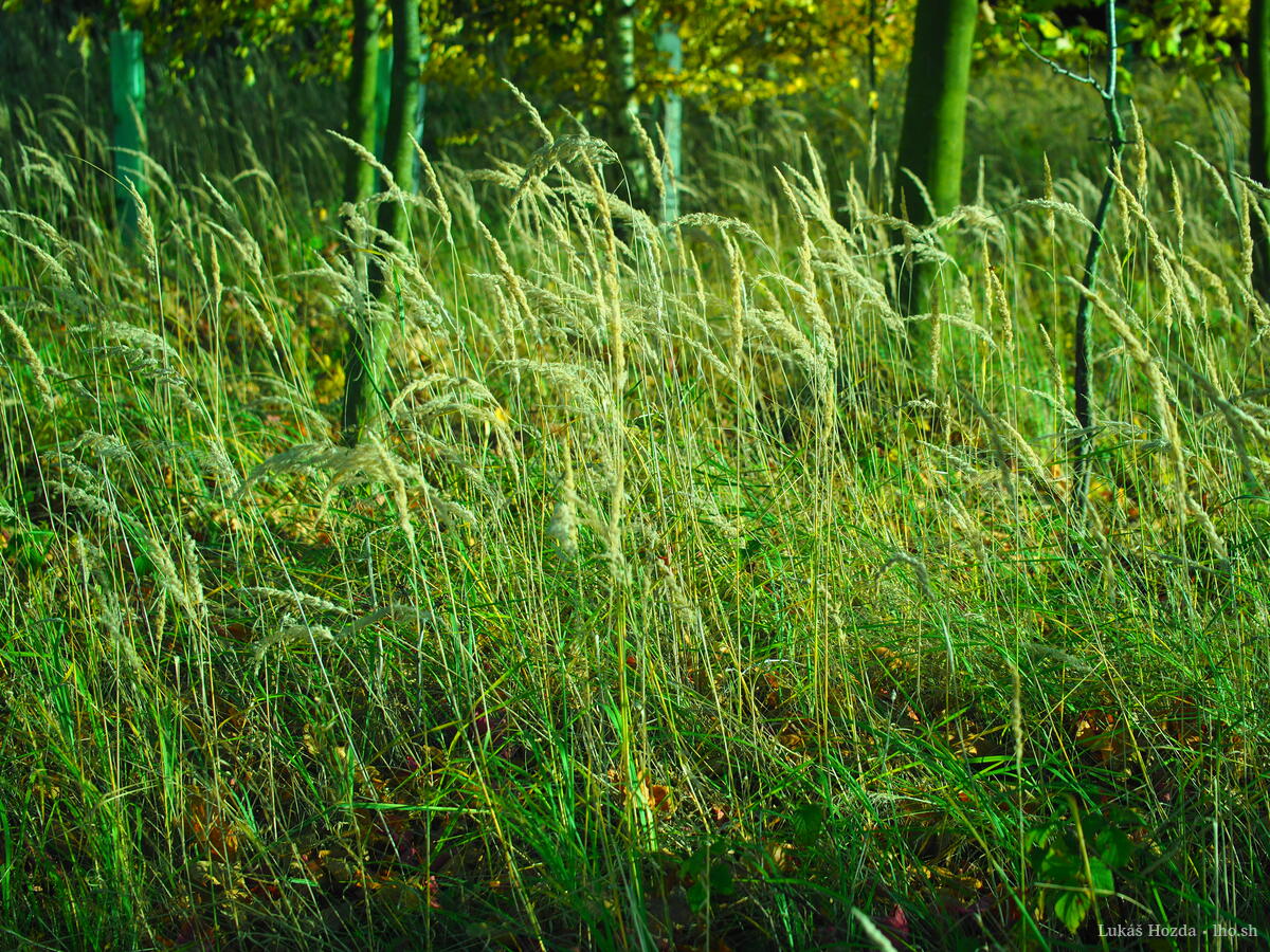 Tall Wheat Grass