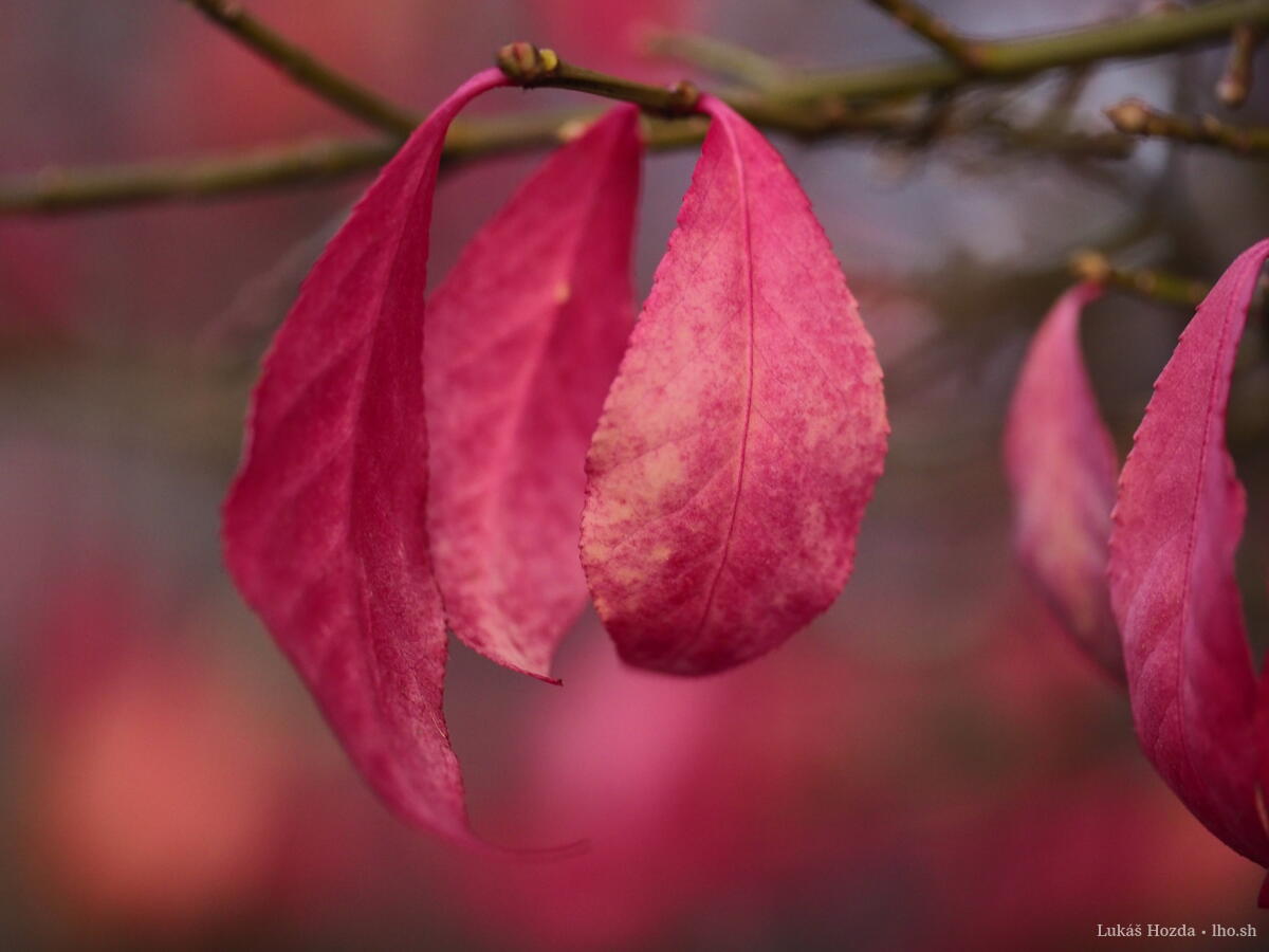Three Red Leaves