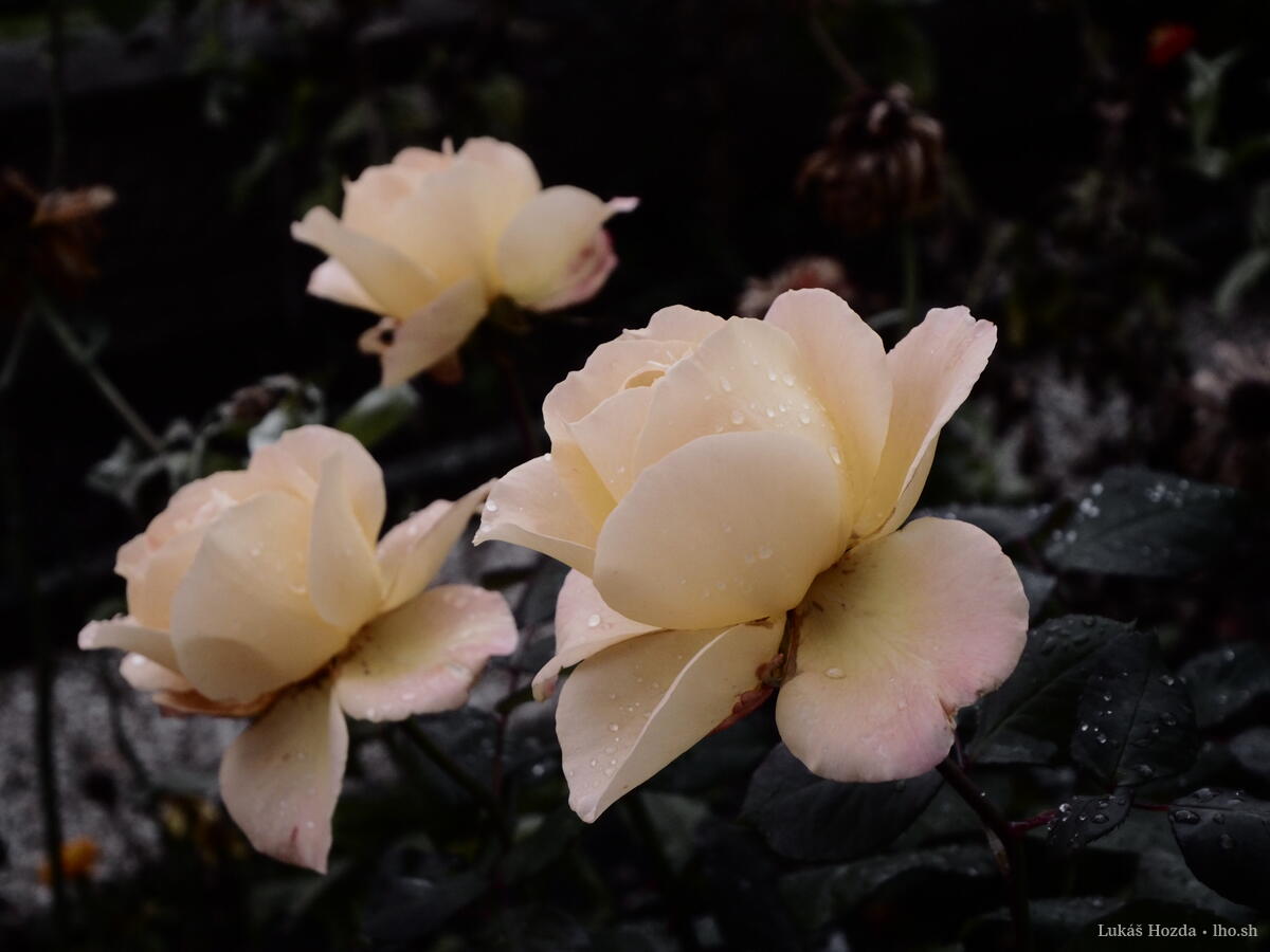 Three Yellow Roses (Large)