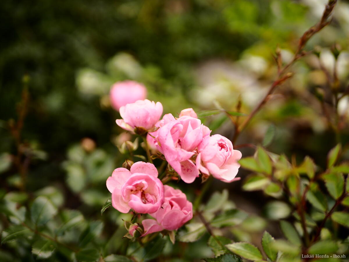Tiny Deep Pink Roses