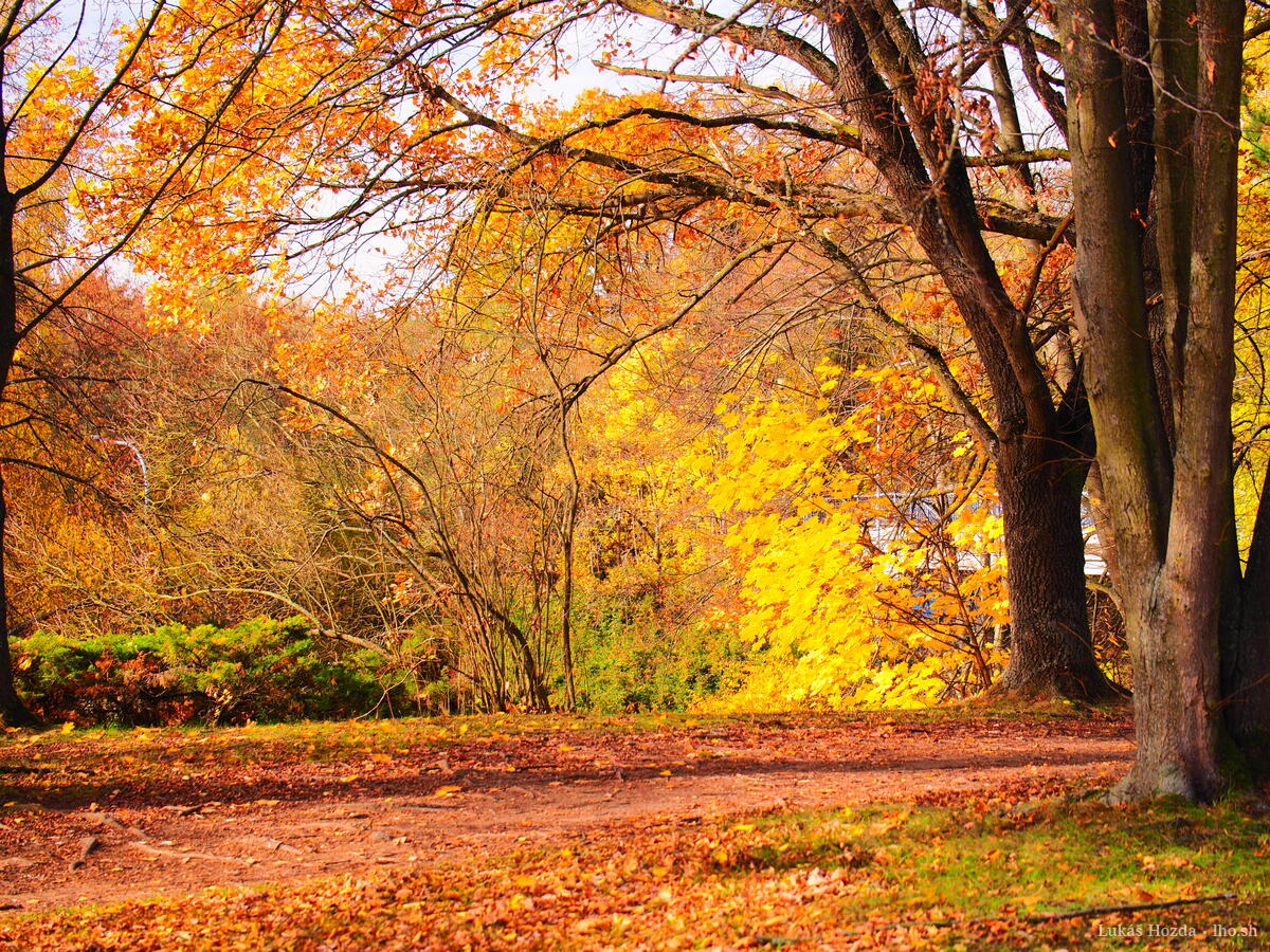 Tree over Path in Autumn