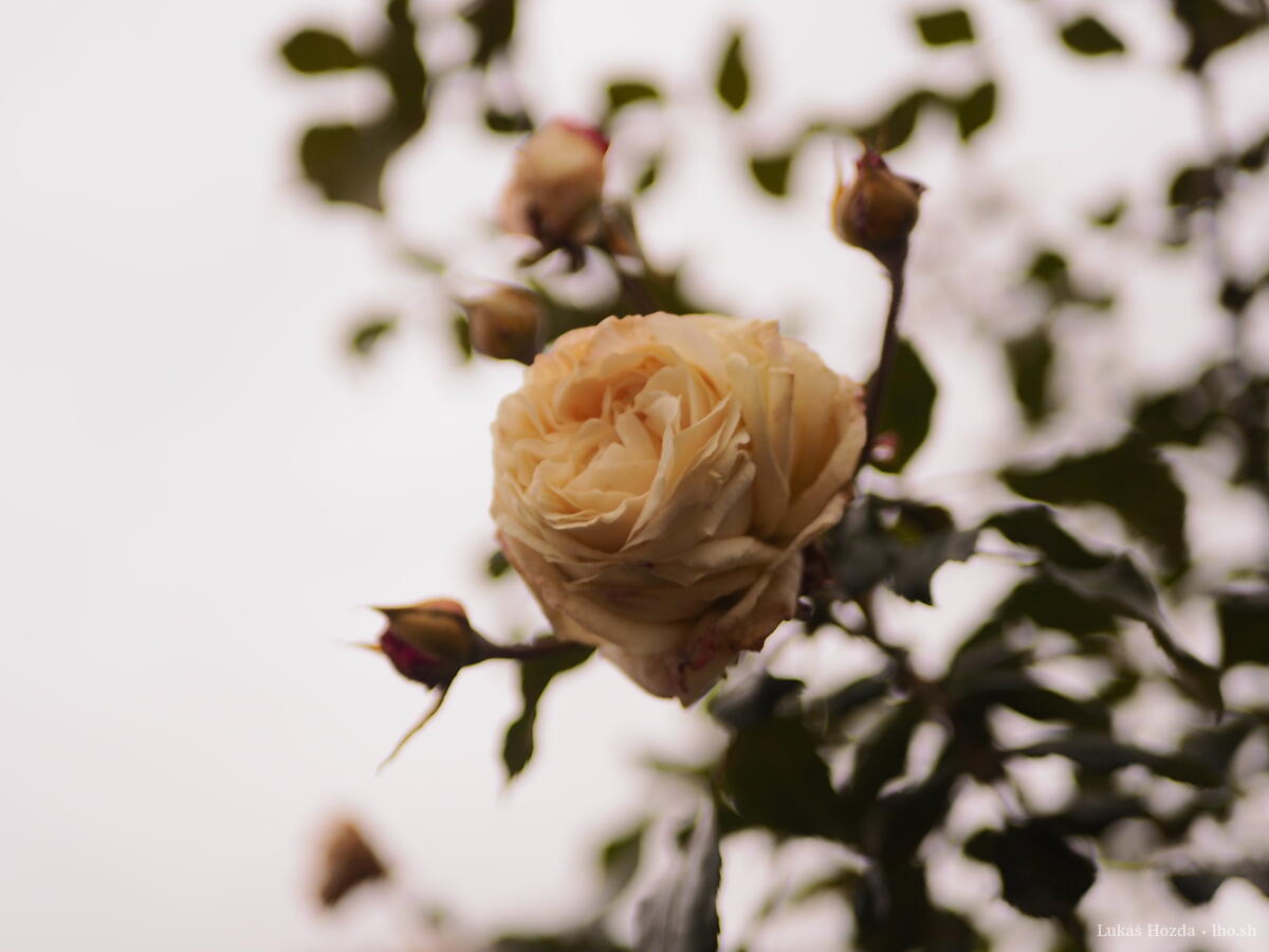 Yellow Rose from Below