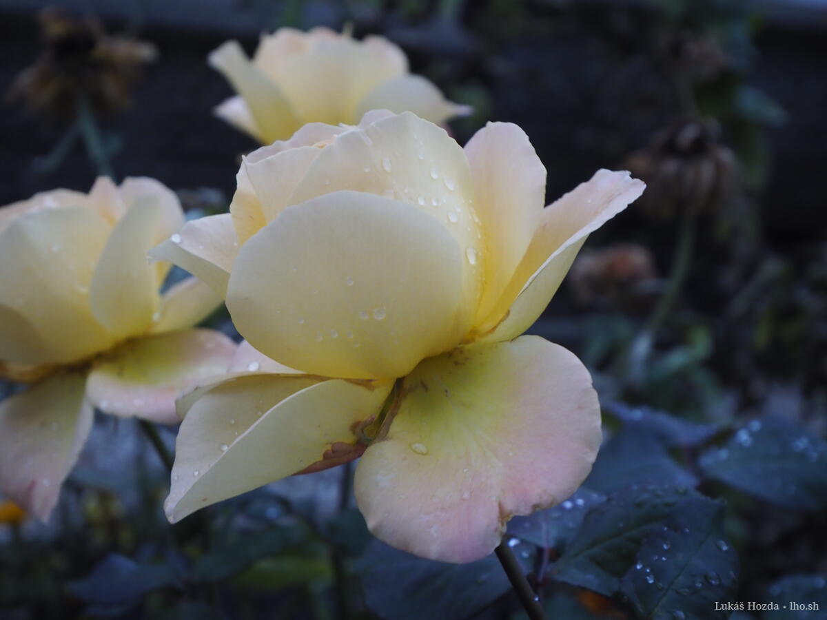 Yellow Rose Large with Dew