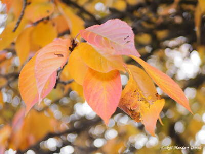 A Bunch of Golden Leaves