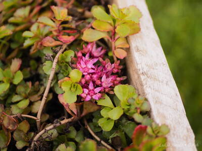 Closeup Pink Blooming Succulent