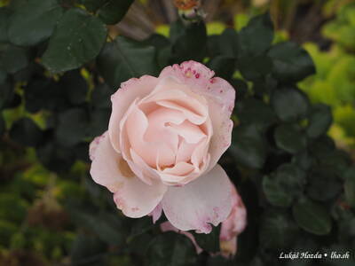 Large Pink Rose