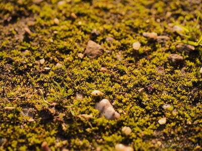 Moss on Dirt