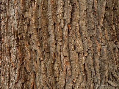 Oak Tree Bark