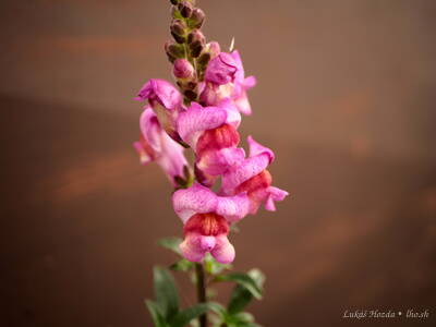 Probably Pinkish Slipper Flower