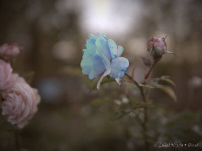 Blue Rose (Special)