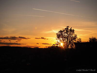 Sun Behind Tree at Sunset