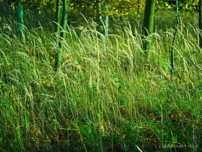Tall Wheat Grass