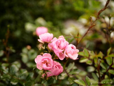 Tiny Deep Pink Roses