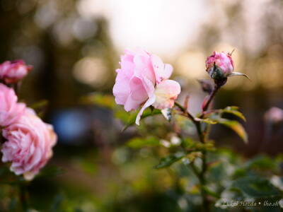 Tiny Pink Roses (Light)