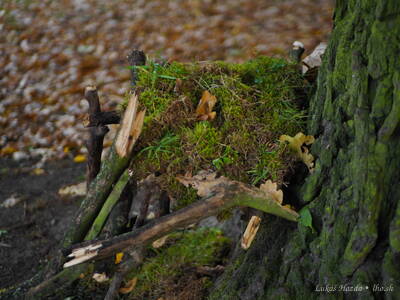 Toy Mossy Kid Stick House