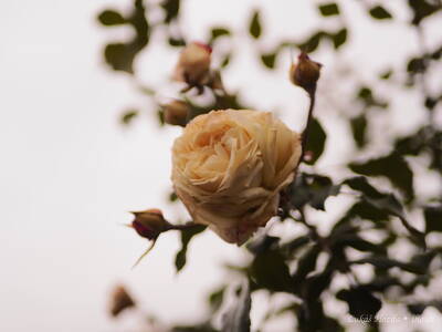 Yellow Rose from Below