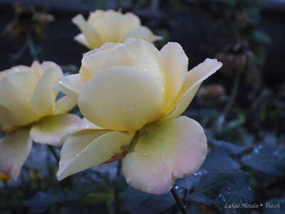 Yellow Rose Large with Dew